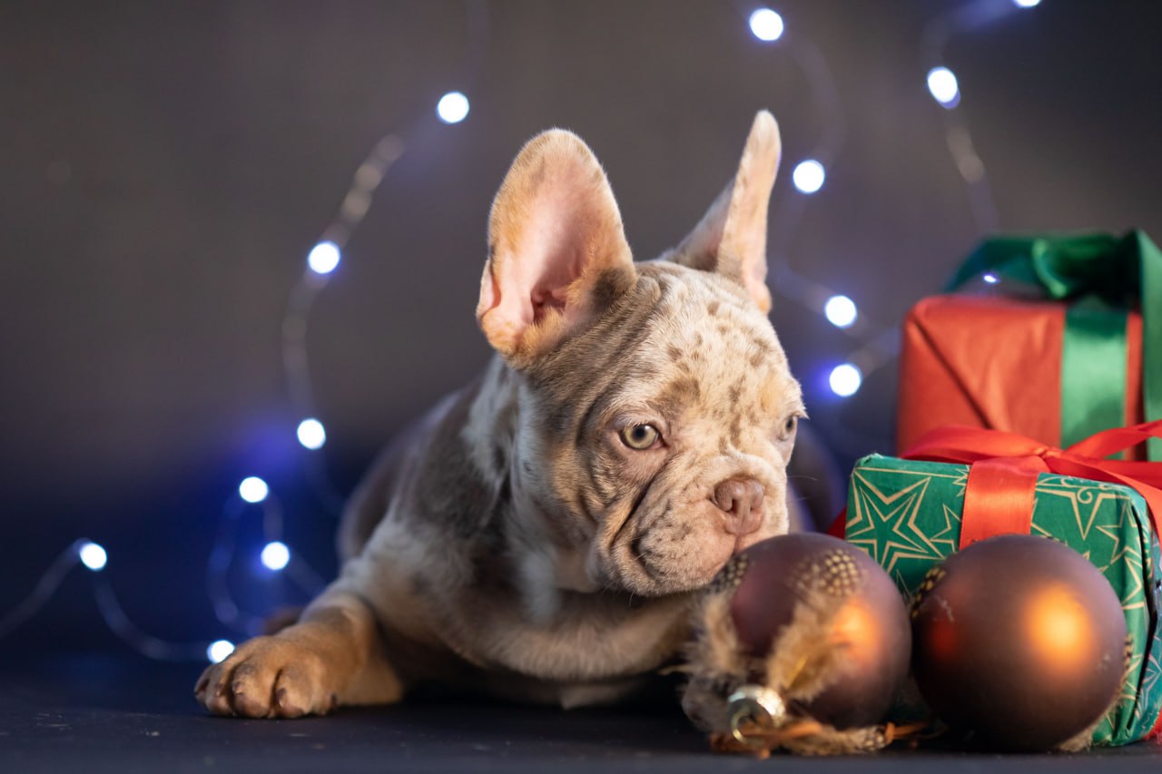 IMG-20241224-WA00371