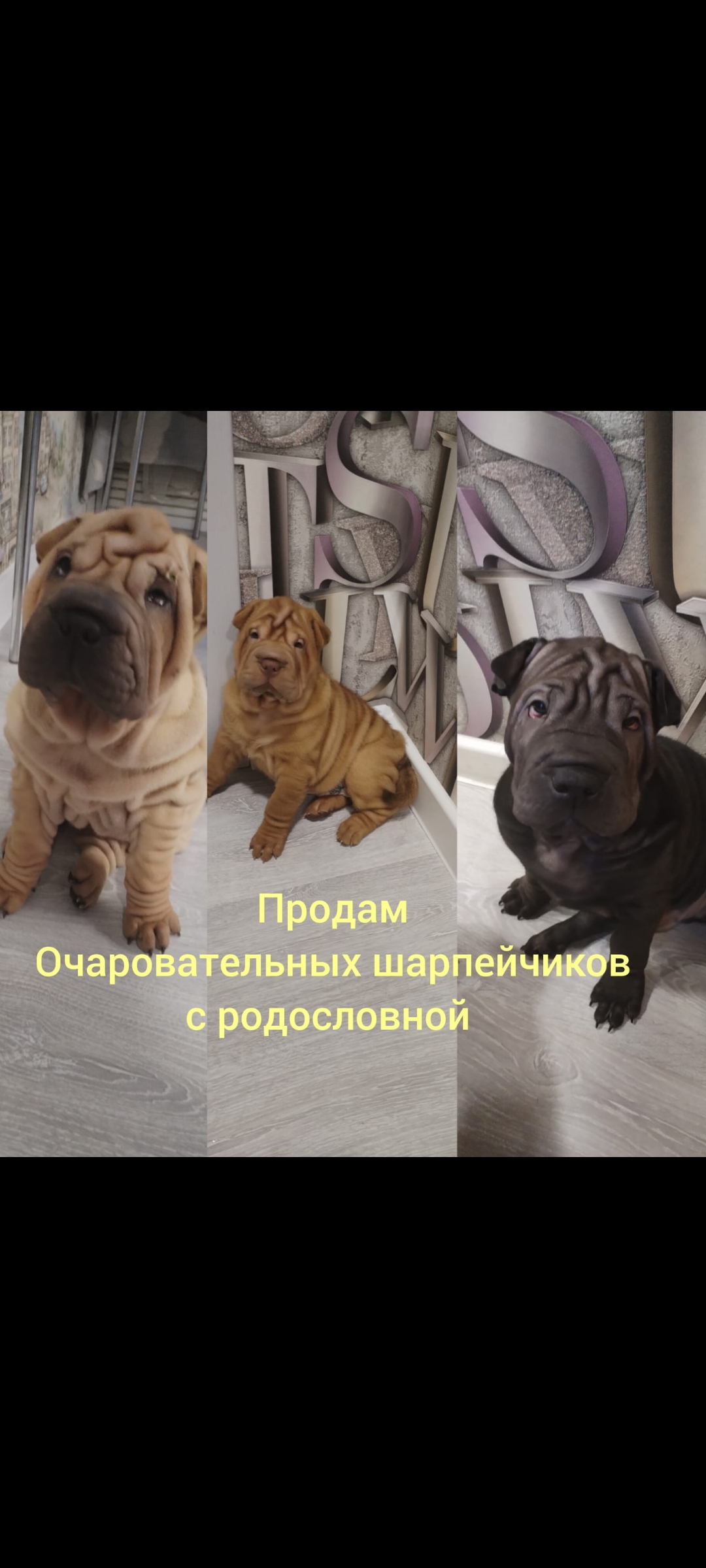 Screenshot_20250415_134711