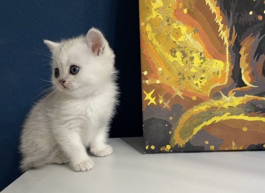 photo_2025-04-11_00-00-32