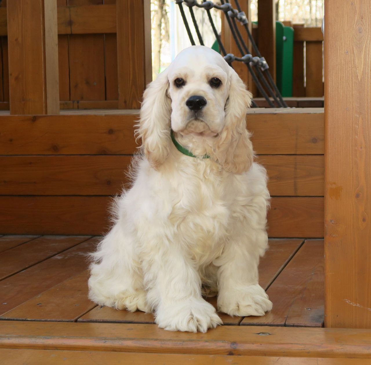 photo_2025-04-17_22-38-37