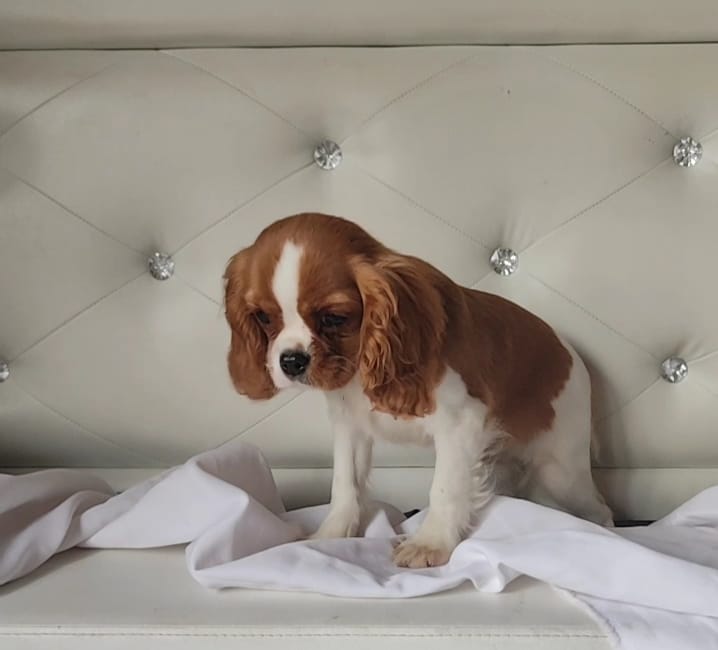 -WhatsApp-2025-03-26-в-20.35.34_371aa857