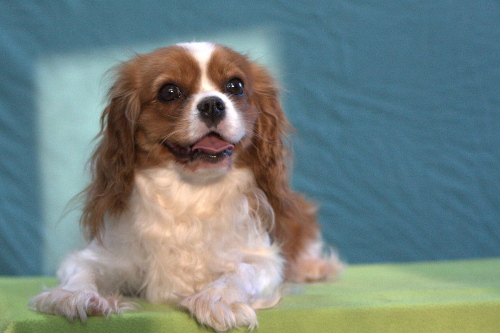 -WhatsApp-2025-03-26-в-20.51.37_cef2f536