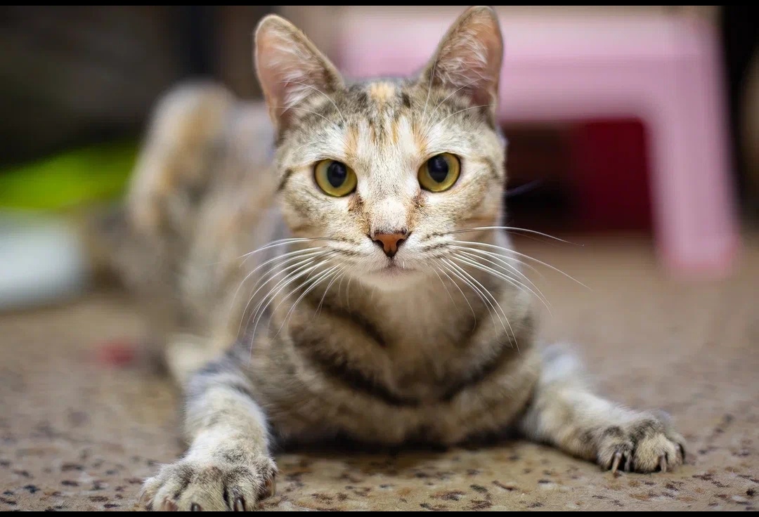 -WhatsApp-2025-03-31-в-09.46.10_ea557483