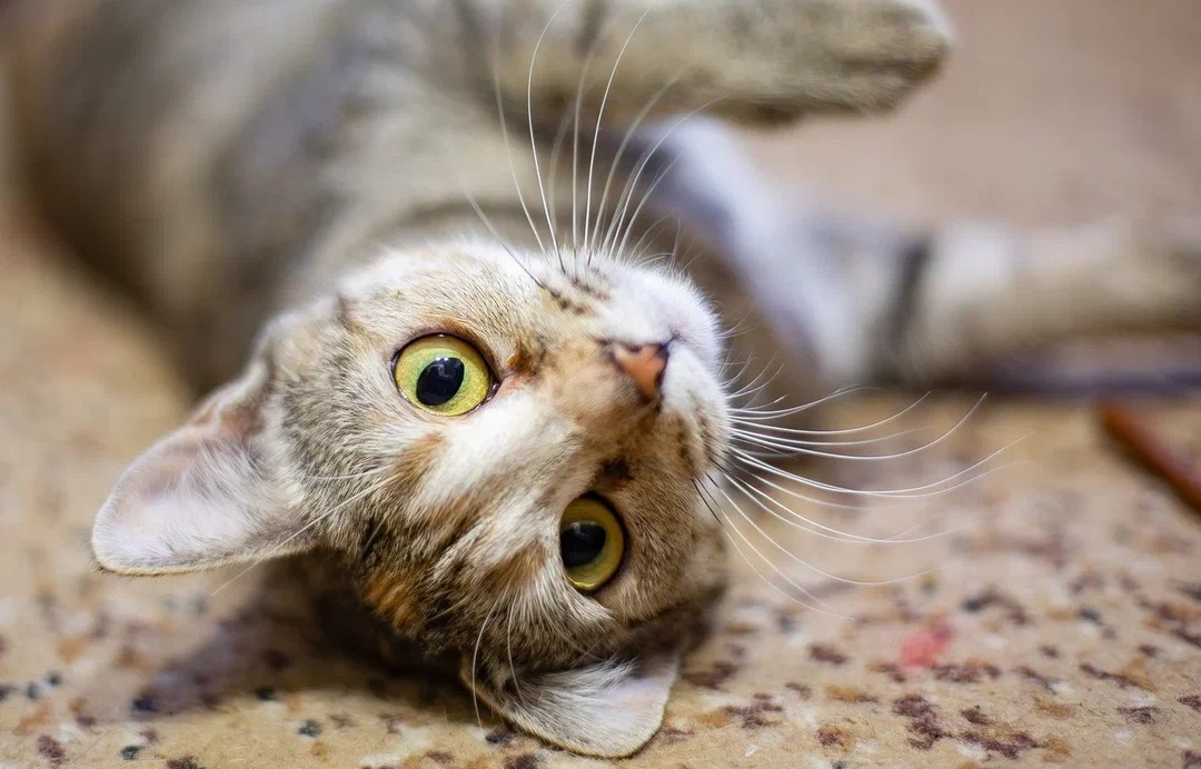 -WhatsApp-2025-03-31-в-09.46.11_1ccd94c9