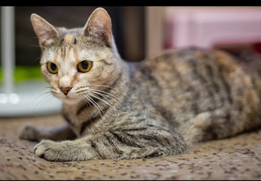 -WhatsApp-2025-03-31-в-09.46.11_1ccf849c