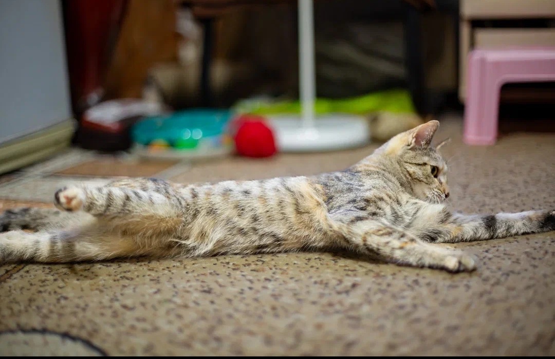 -WhatsApp-2025-03-31-в-09.46.11_a04d9b66