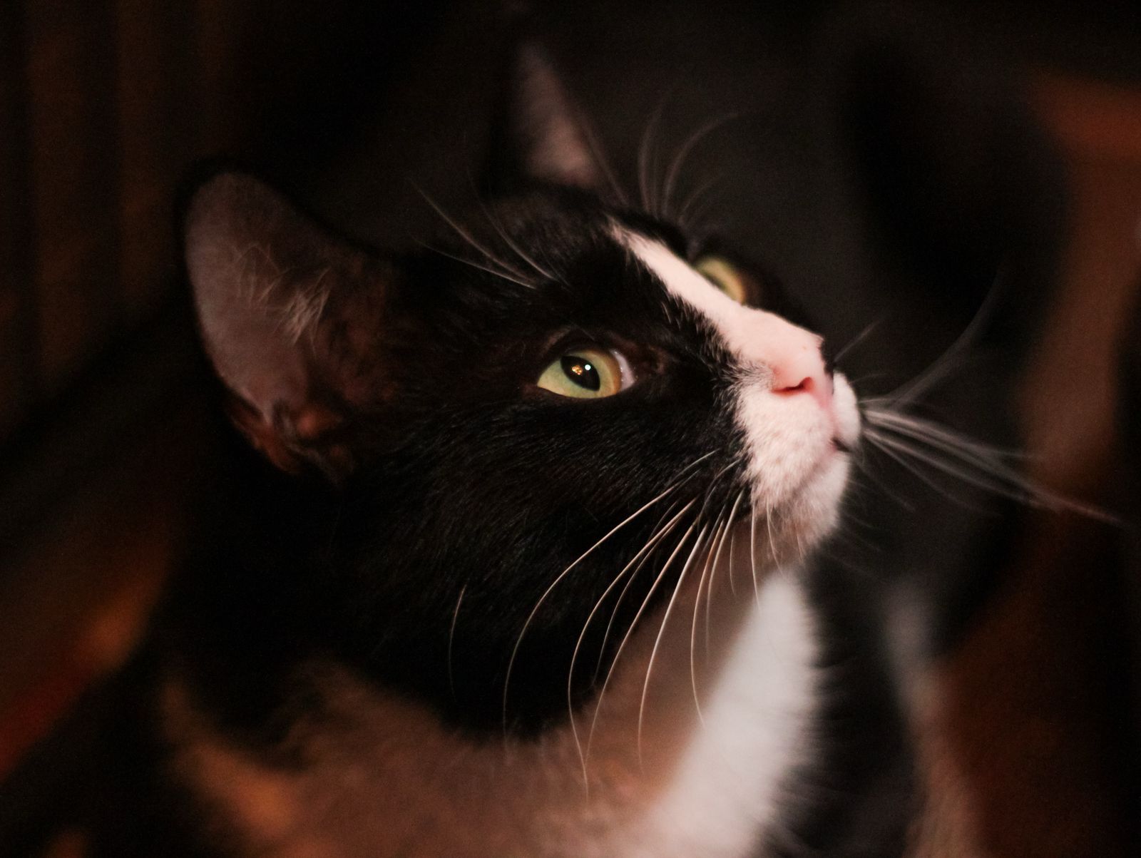 -WhatsApp-2025-04-07-в-15.37.32_20e3dcf6