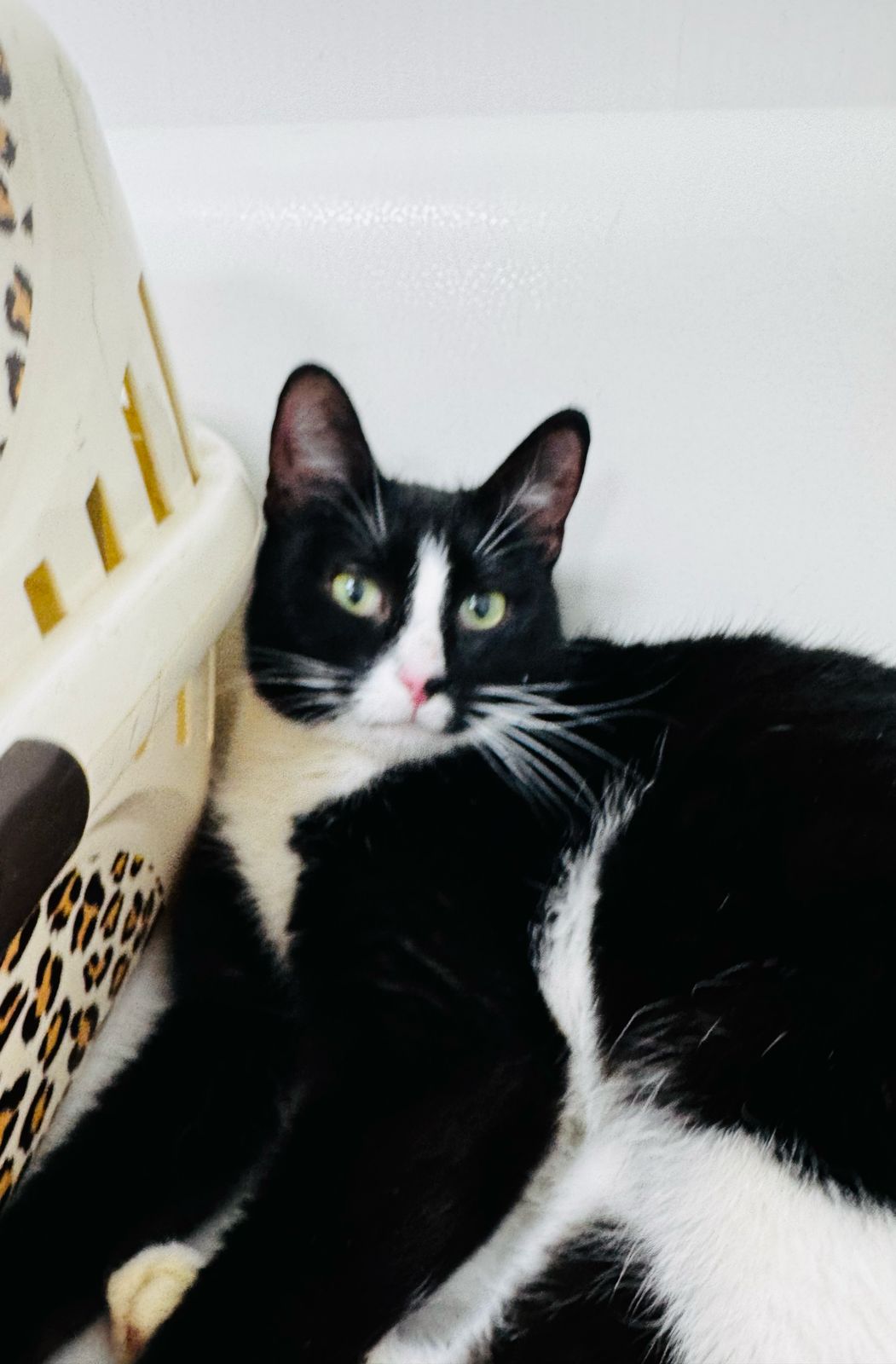 -WhatsApp-2025-04-07-в-15.52.48_8774c124