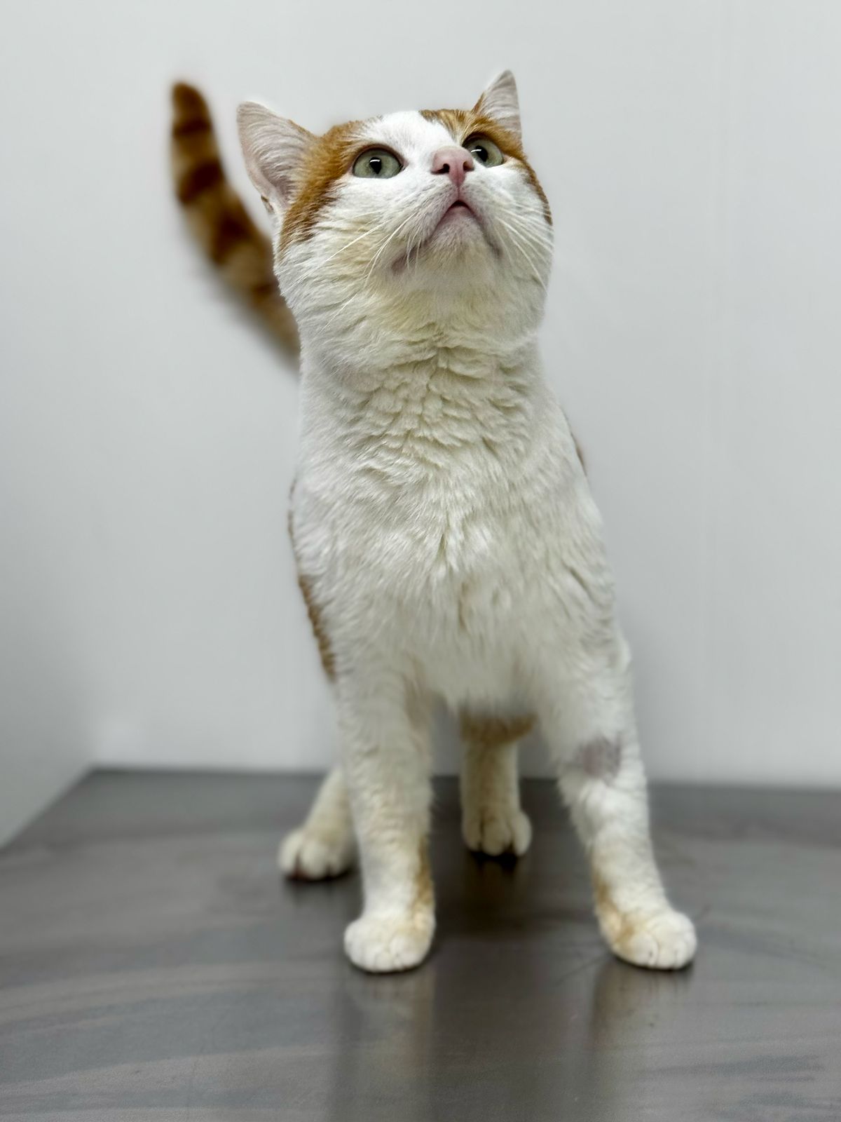 -WhatsApp-2025-04-14-в-16.33.36_17d67e20