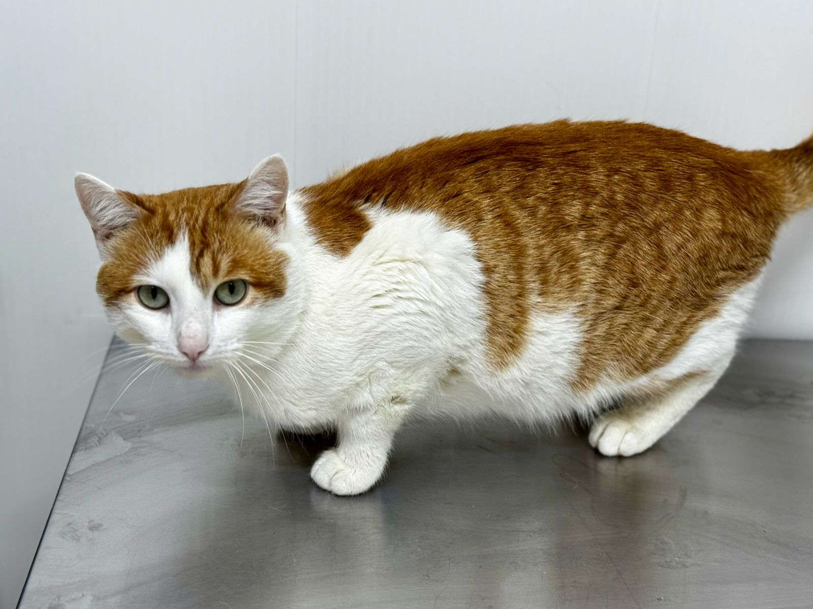 -WhatsApp-2025-04-14-в-16.33.36_f0fbef2d