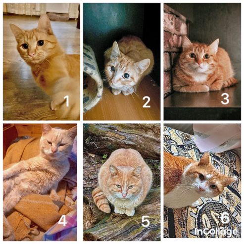 0-Коллаж