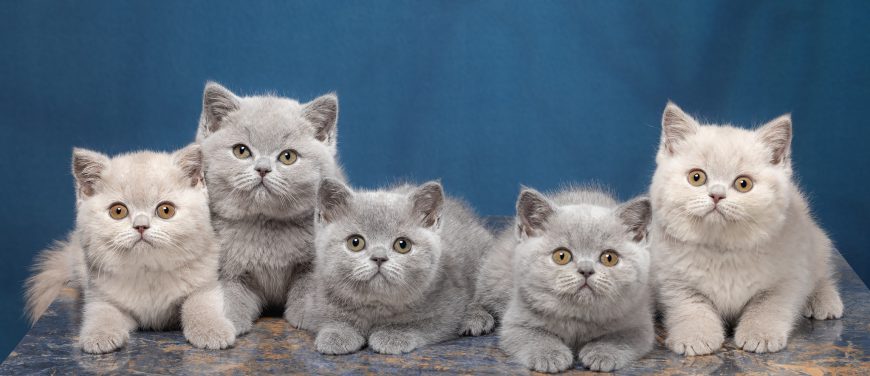 3896