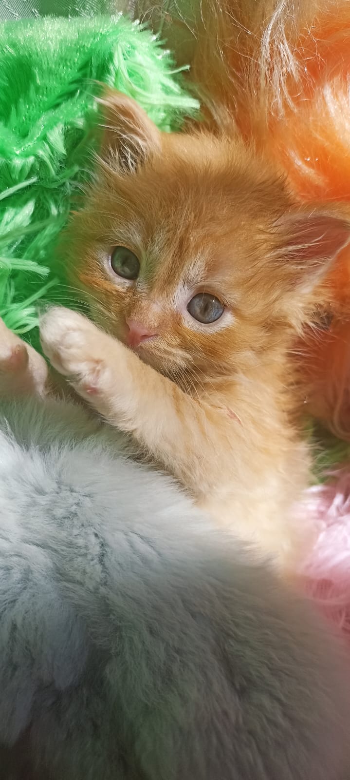 IMG-20250501-WA0054-1