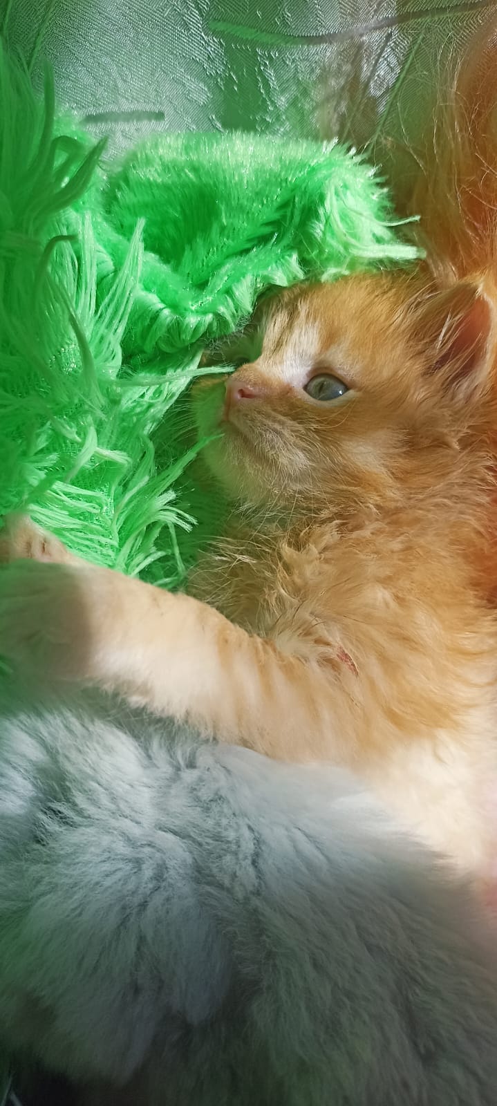 IMG-20250501-WA0057-1