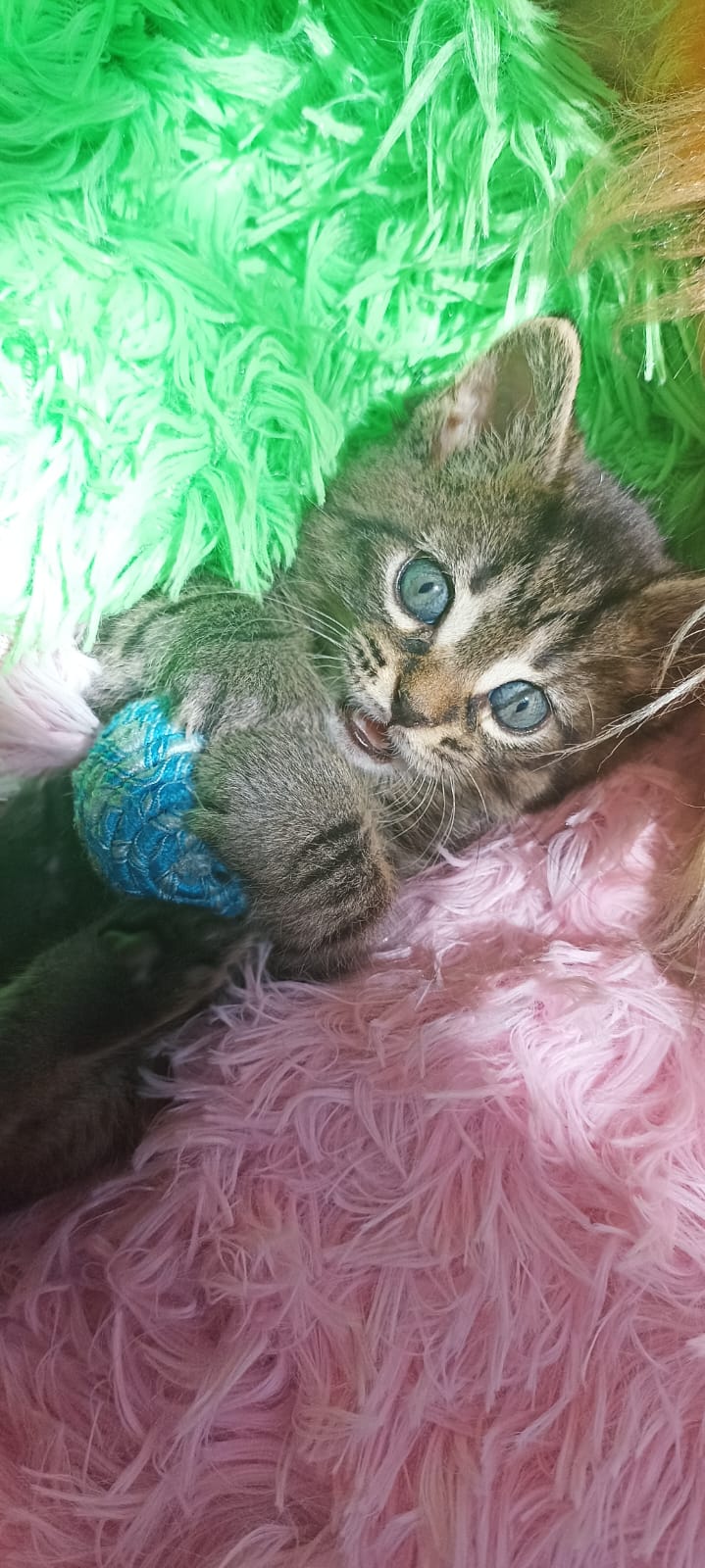 IMG-20250501-WA0058-1