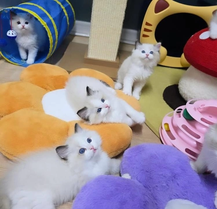 VOvGNYDAaPRmEE3T973iBiJ15DDiEMHIpwDaqxlhLhvhQbt1EXfQtzqXNbhf1RUVkT4D8BSlUiEVyMYD24Ge-z2