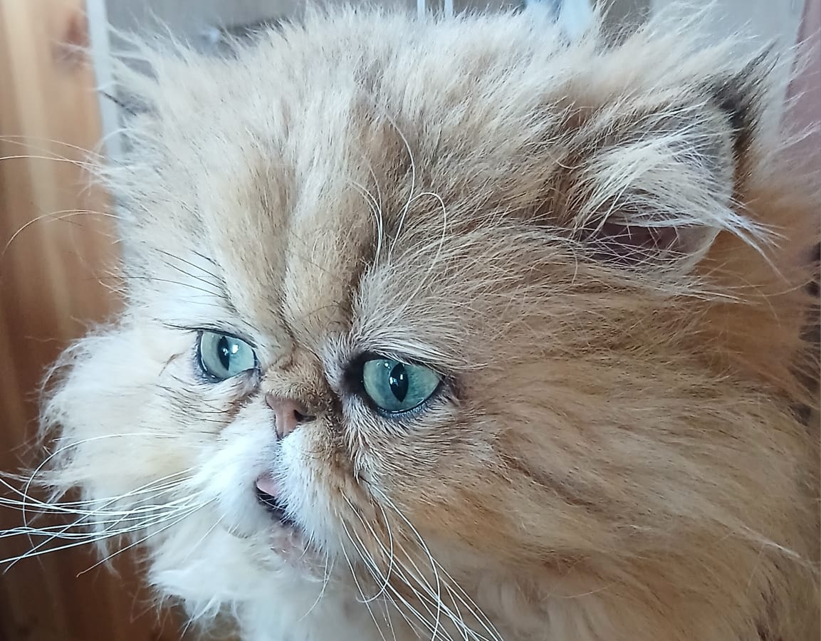 WhatsApp-Image-2025-05-16-at-14.53.45