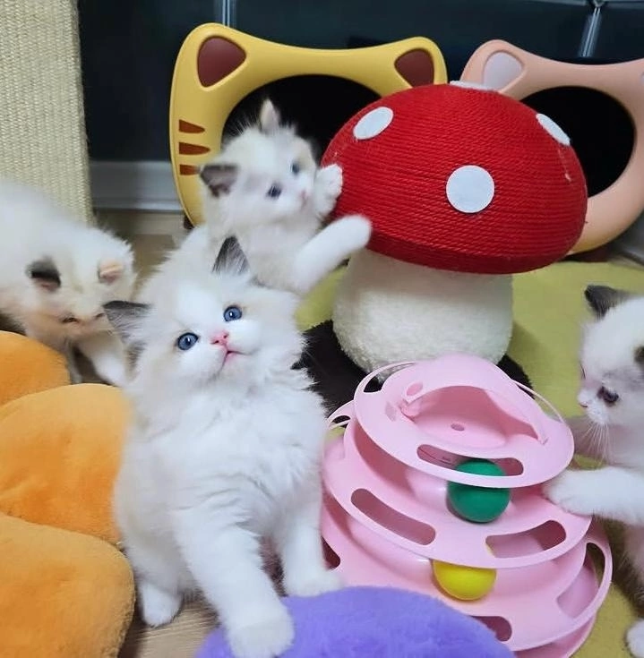 oNeKmjRHIfYruzazydwvJQkEzLfC7M40DF6qIbuMiqIL4fZ1CH3Ipl0Zq7uZfRXILwXcJg-jp2YAayb6BD7ba1mm