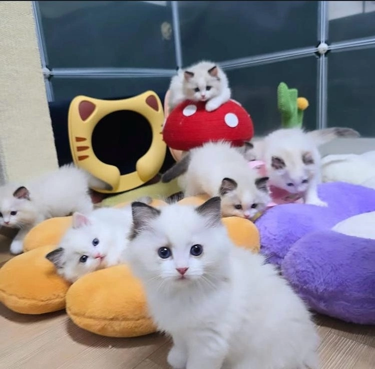 r0ZL8t0uPo58O04G64jLuwqbRf06-Qeb0I2faxzTakiGmjWwaY8KqJNoOY_k5Kvug3VtZ_RrhBcqjLQhT1e6eVWm