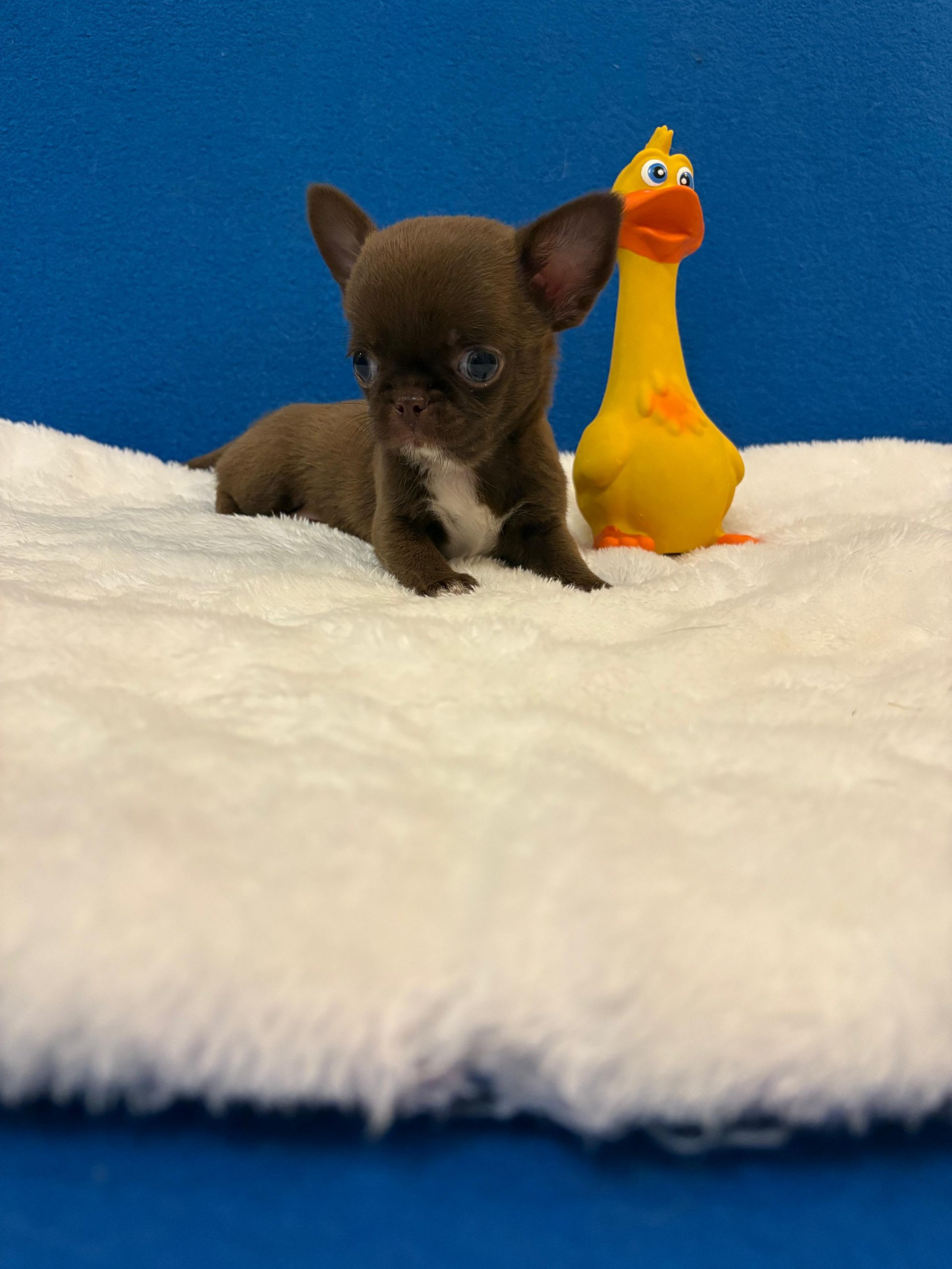 -WhatsApp-2025-05-24-в-21.33.04_bb66c27a