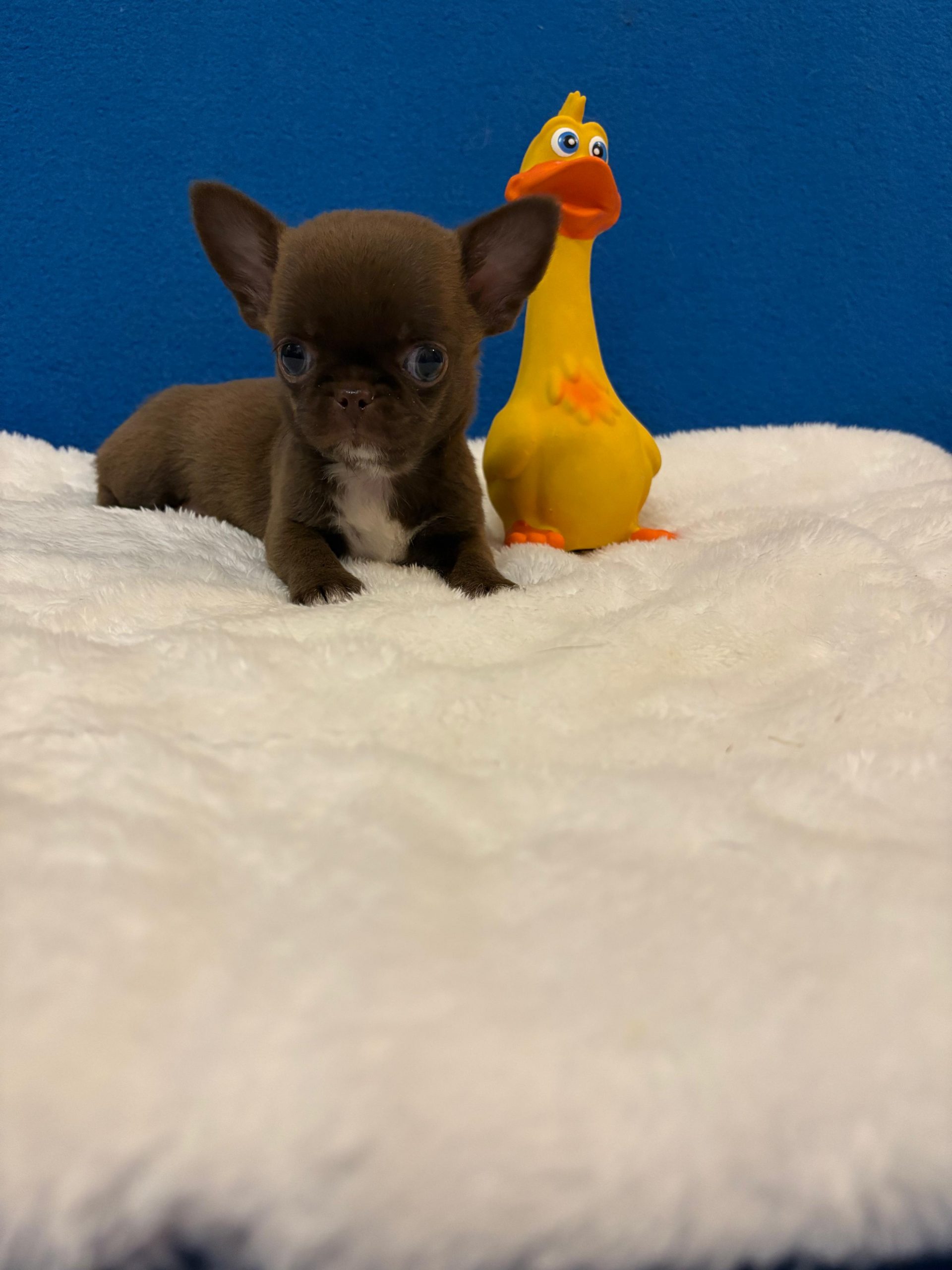 -WhatsApp-2025-05-24-в-21.34.49_5ab55c72