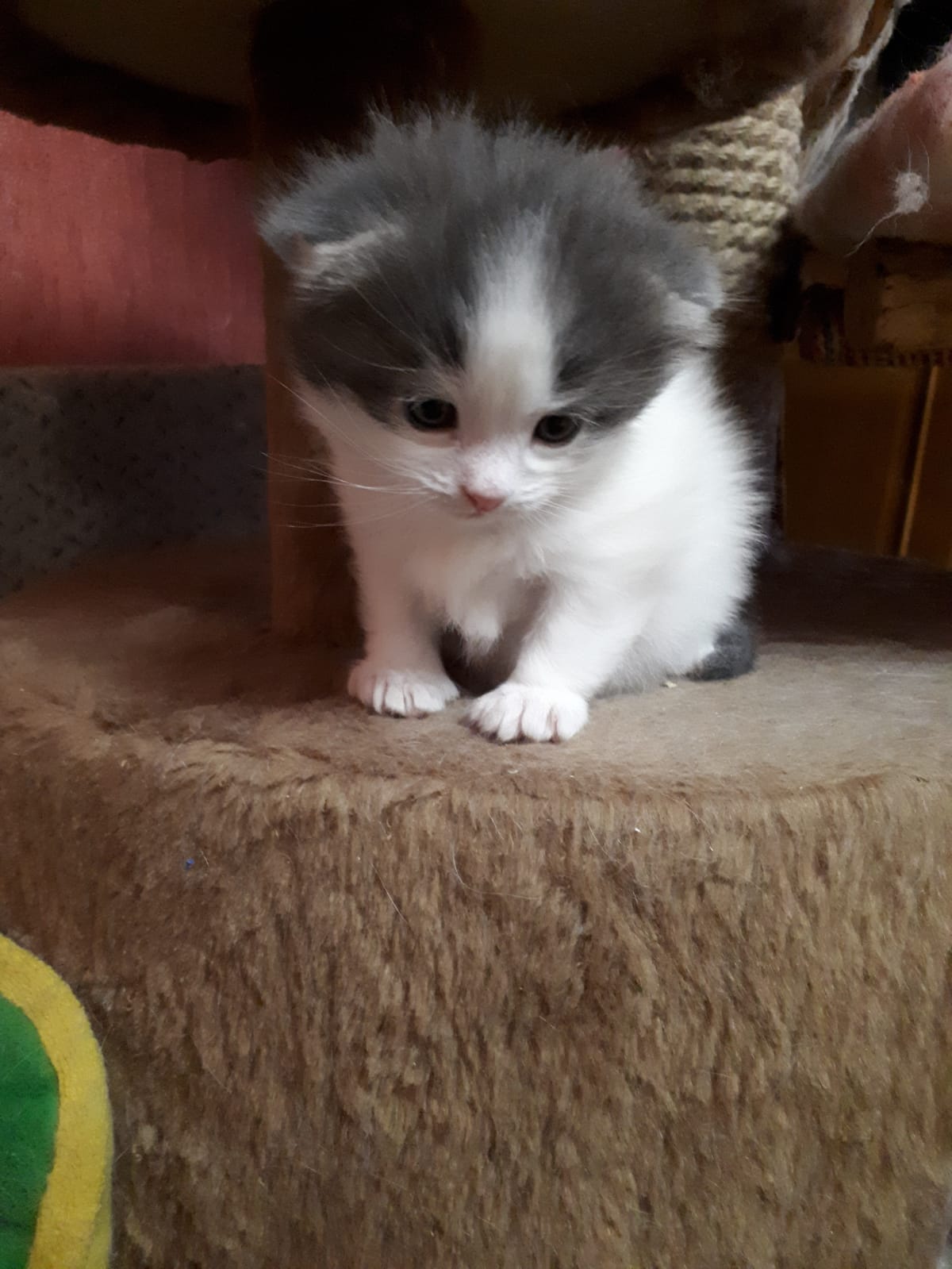 -вислоухий-2