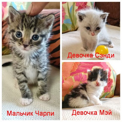 1-Коллаж