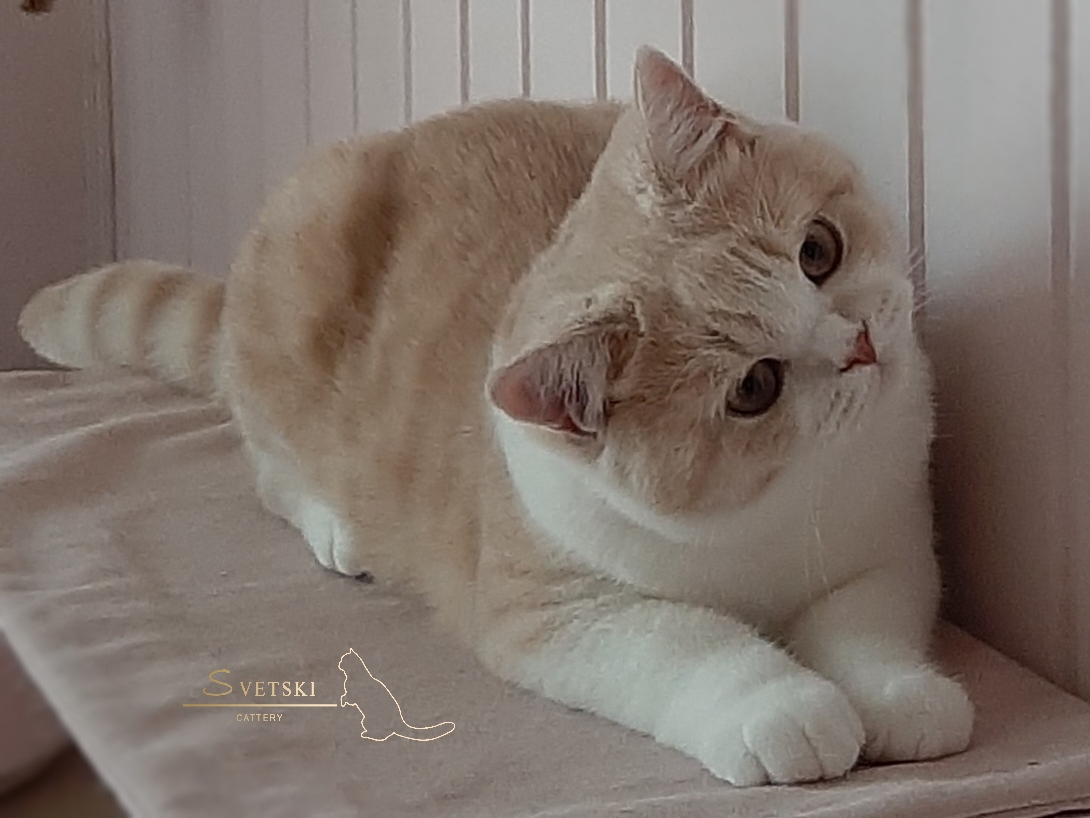 Polish_20250621_004920129