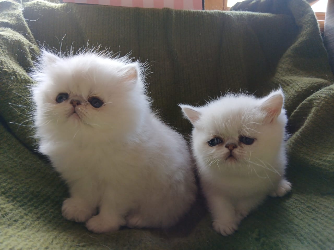 WhatsApp-Image-2025-06-11-at-12.41.38