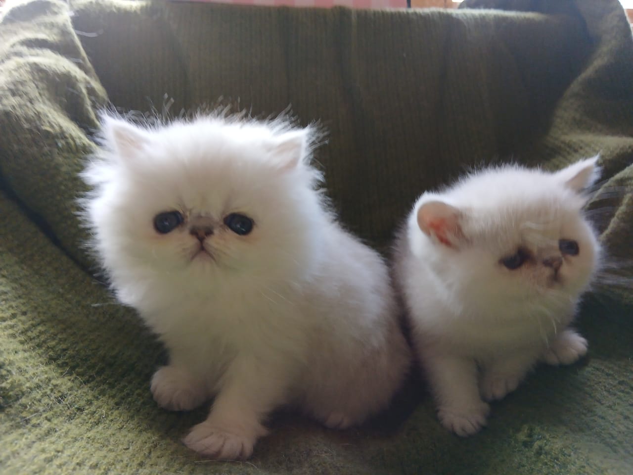 WhatsApp-Image-2025-06-11-at-12.42.00-1-1