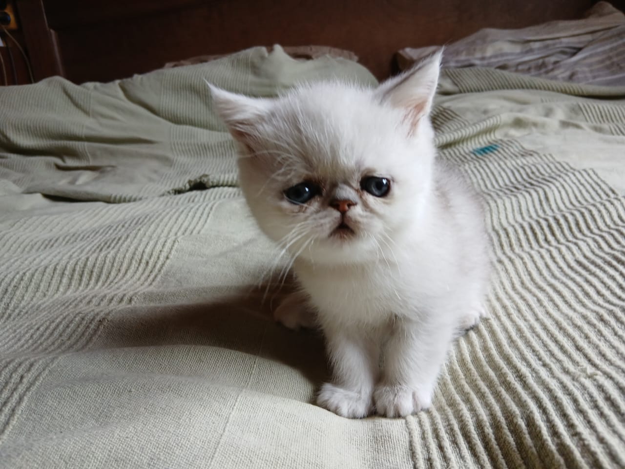 WhatsApp-Image-2025-06-19-at-11.50.07-—-копия