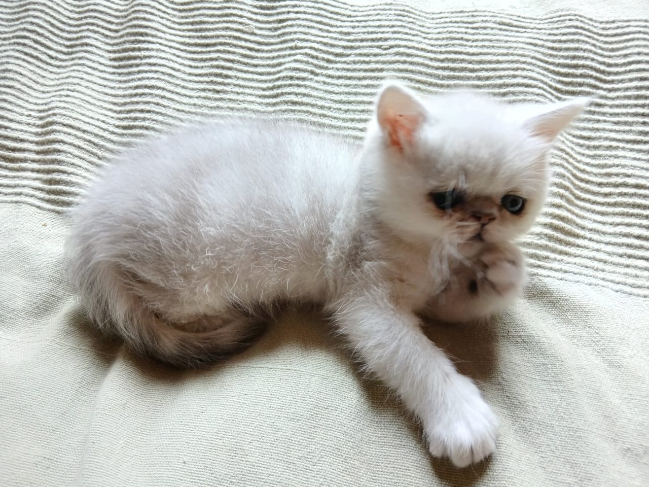 WhatsApp-Image-2025-06-19-at-11.56.43-—-копия