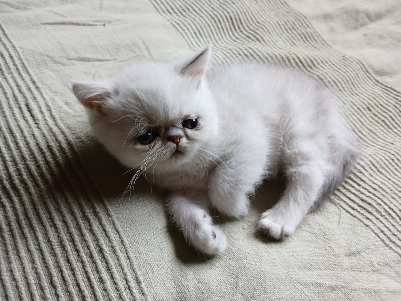 WhatsApp-Image-2025-06-19-at-11.56.52-—-копия