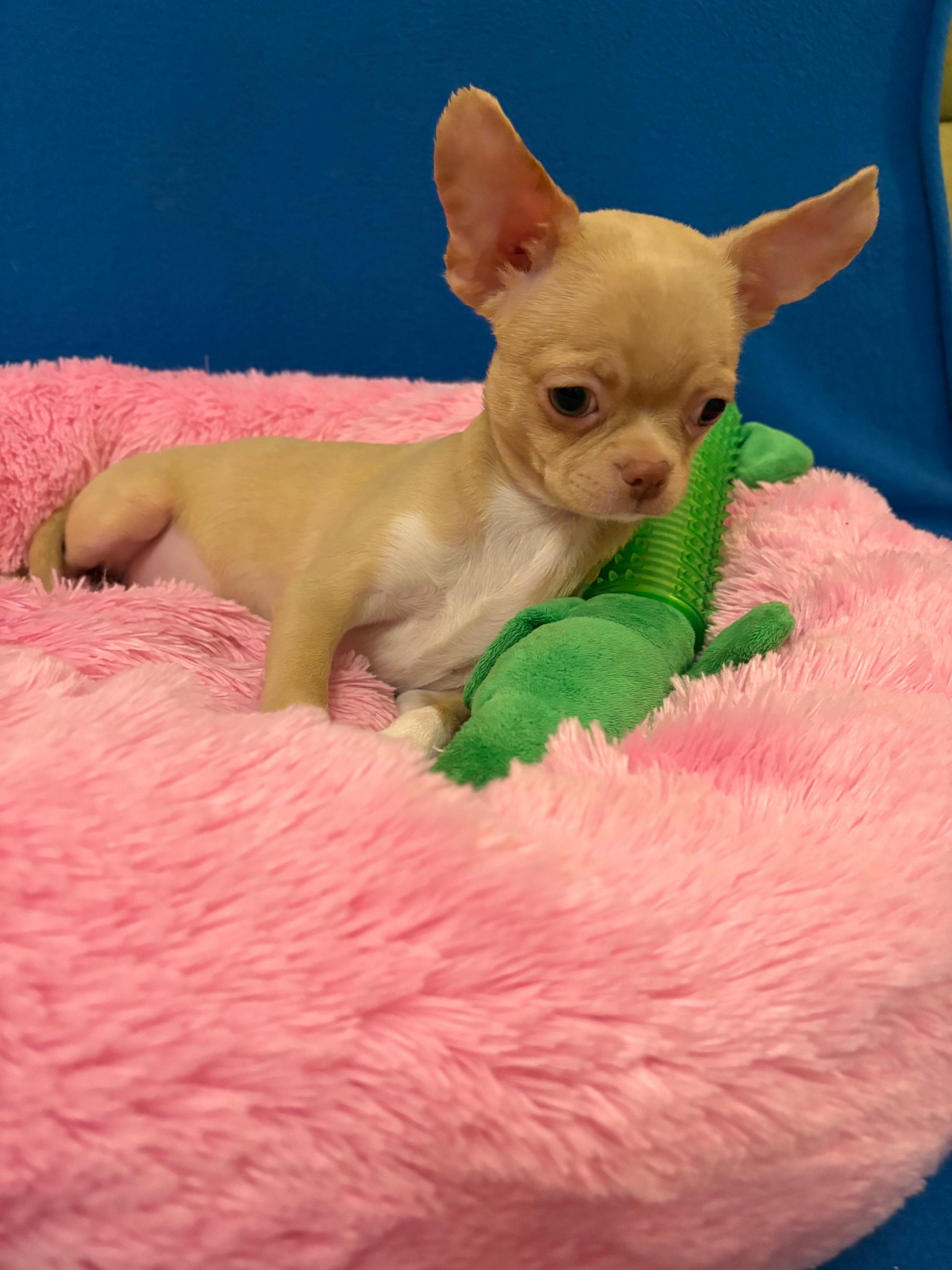 -WhatsApp-2025-05-08-в-13.45.46_04e991e3