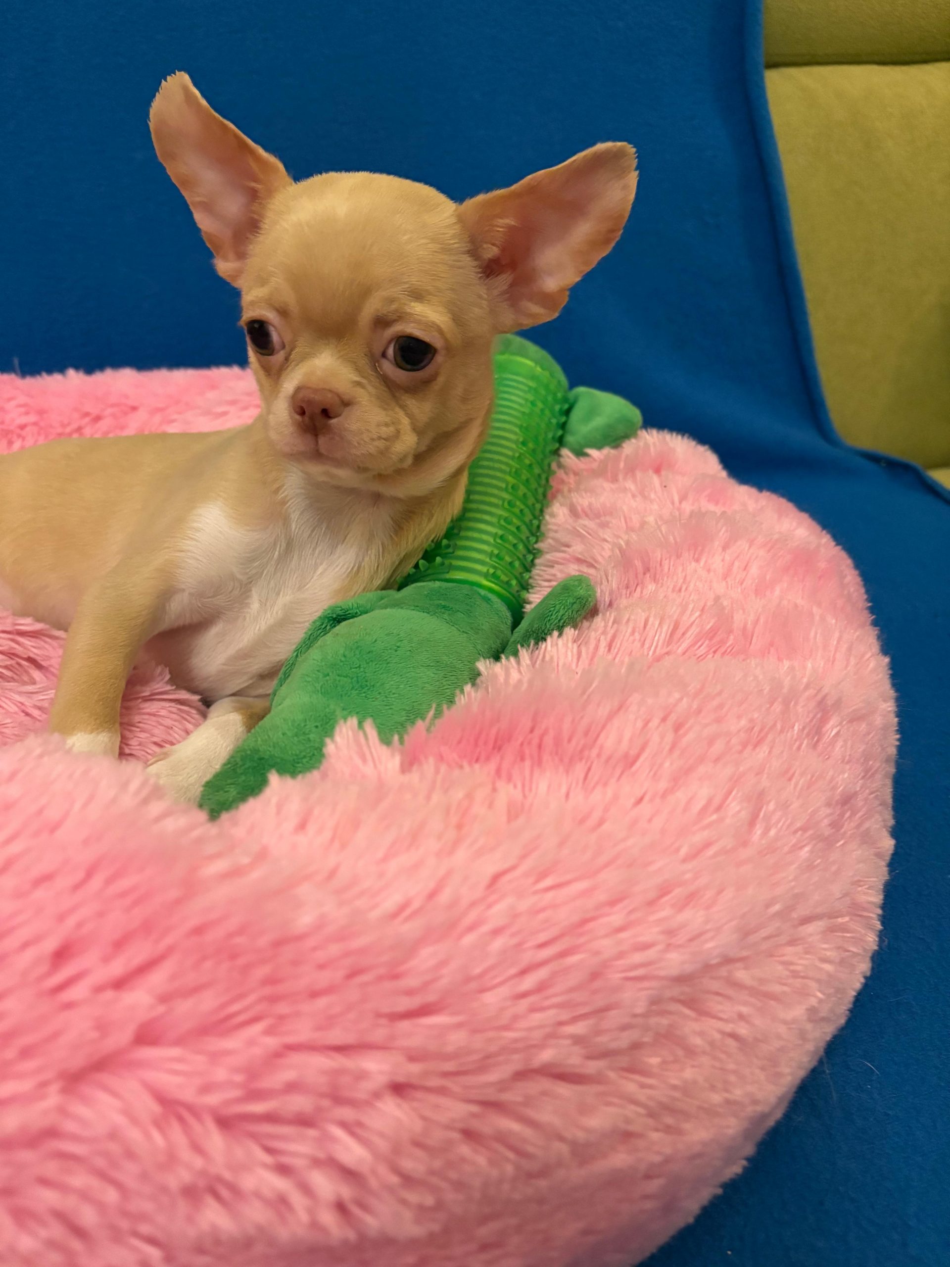 -WhatsApp-2025-05-08-в-13.45.57_461ac281