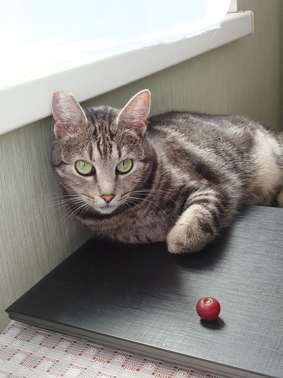 -WhatsApp-2025-07-05-в-21.25.54_b8e21dca