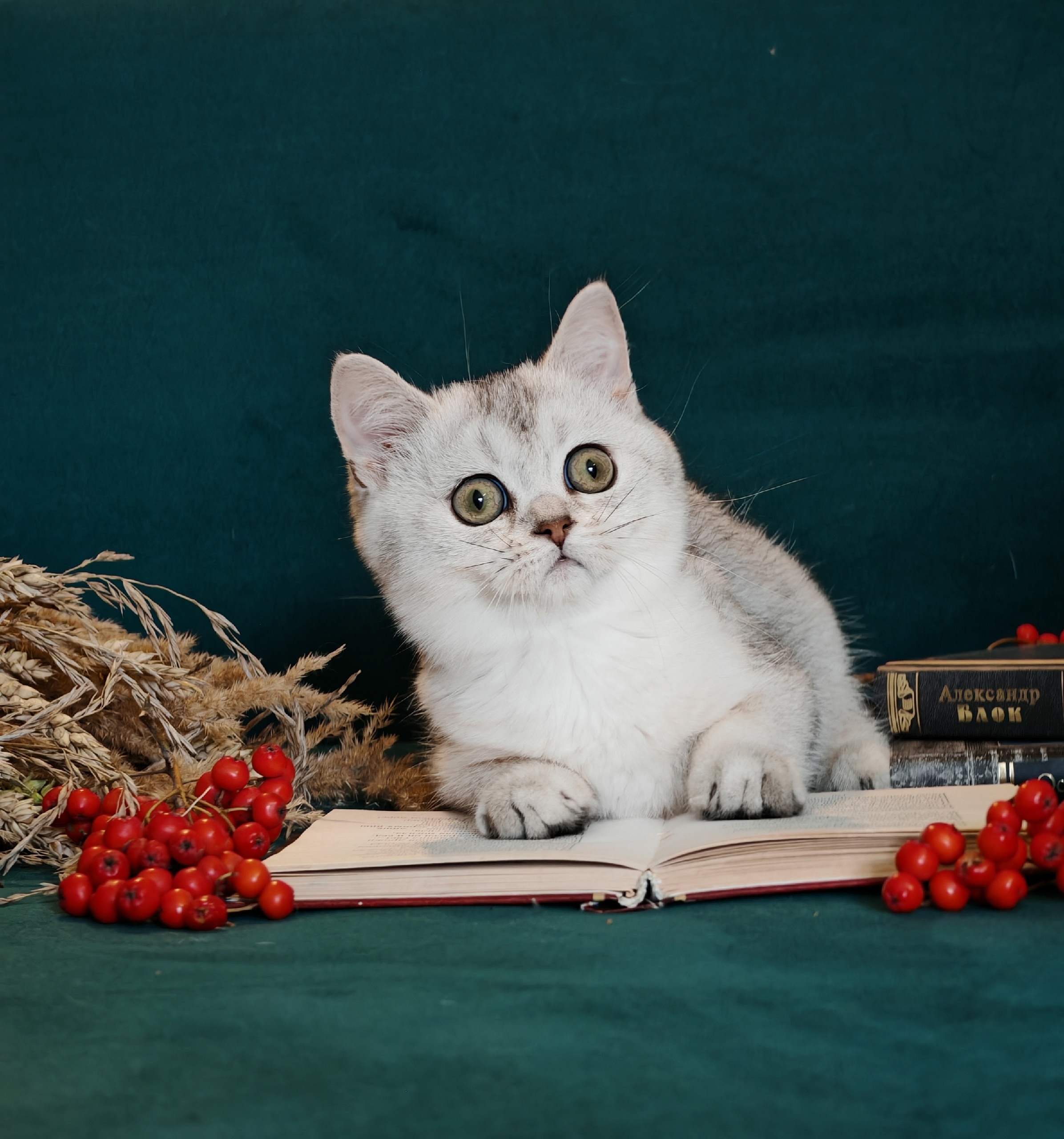 00vacn9E8B4D5PnrjBo9k1QvBSJeN2RX_UdlG8Oq7LRtAGLtBdcG8NB6dyJUWkPAnIj6AR9aR-xfRkOK2mbXXSdP