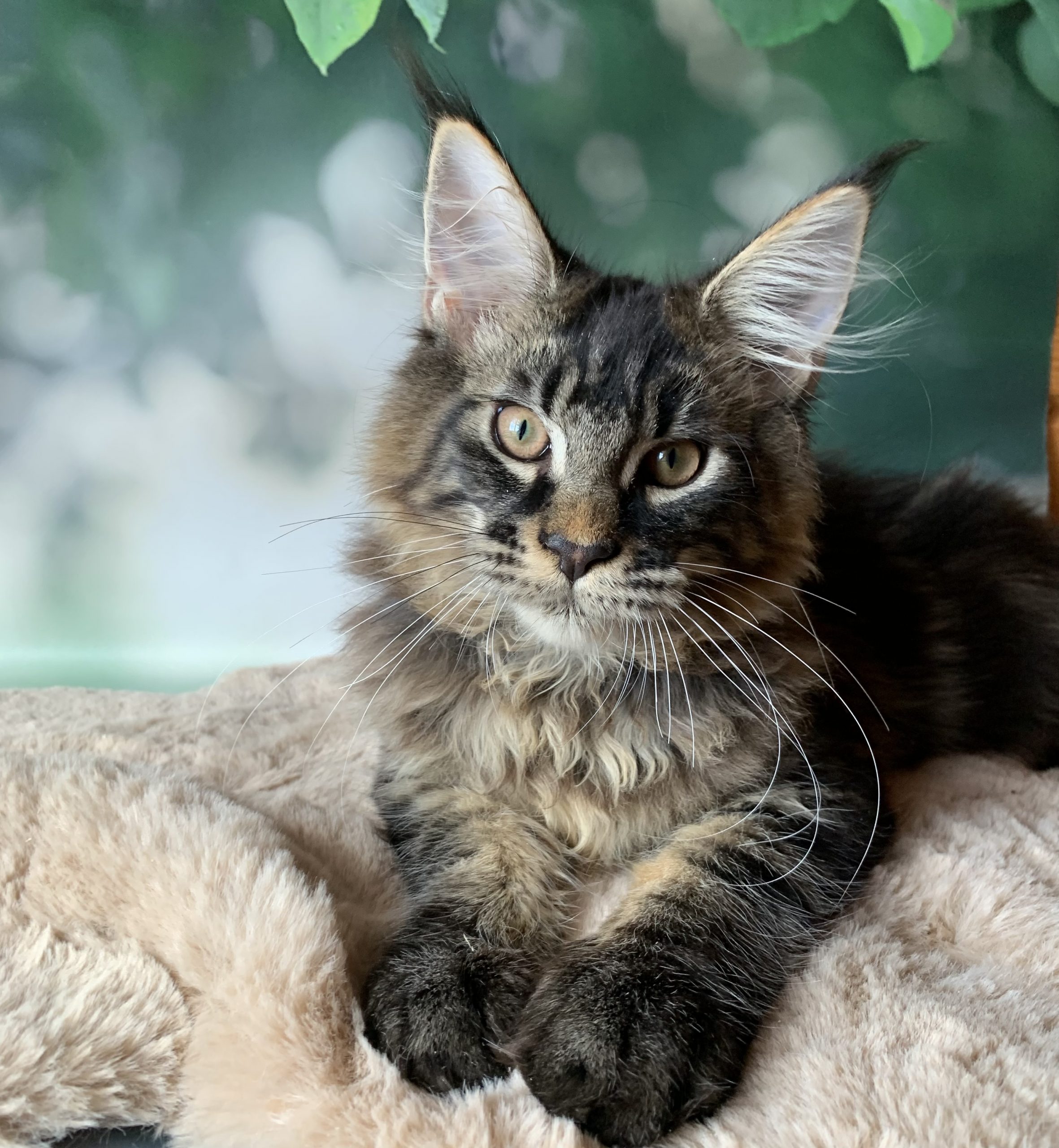 78FD65F3-BE52-4C25-8907-9E8CE33CC553