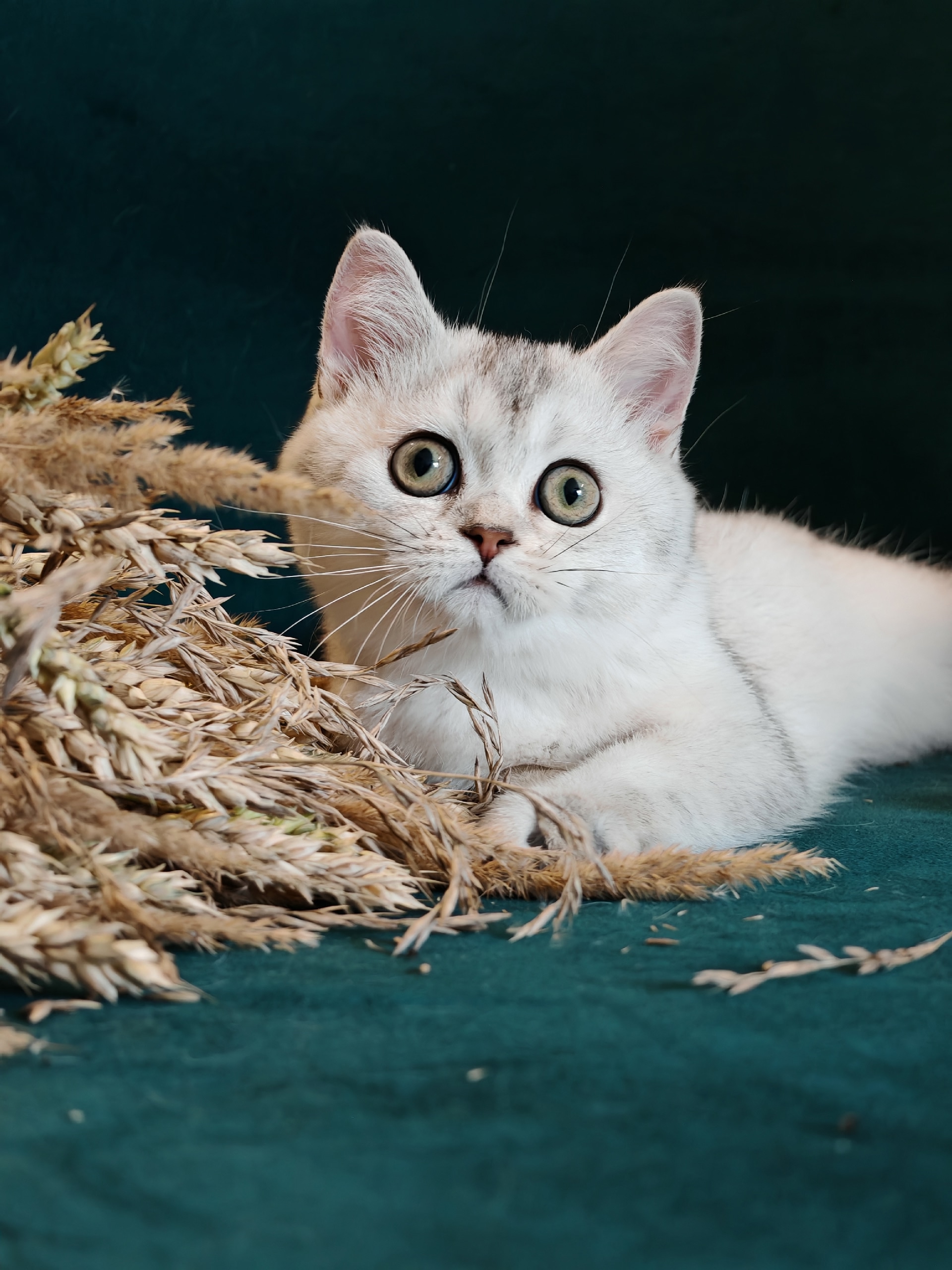 8qO5Pd0H_IQJJ0TkWKrT-NnFnfW3kosbqnHdAbjwJV9sFPEnwwEcxa1z3RrahrEFZxOHCE3HydO7YmLO2lhl2pnB