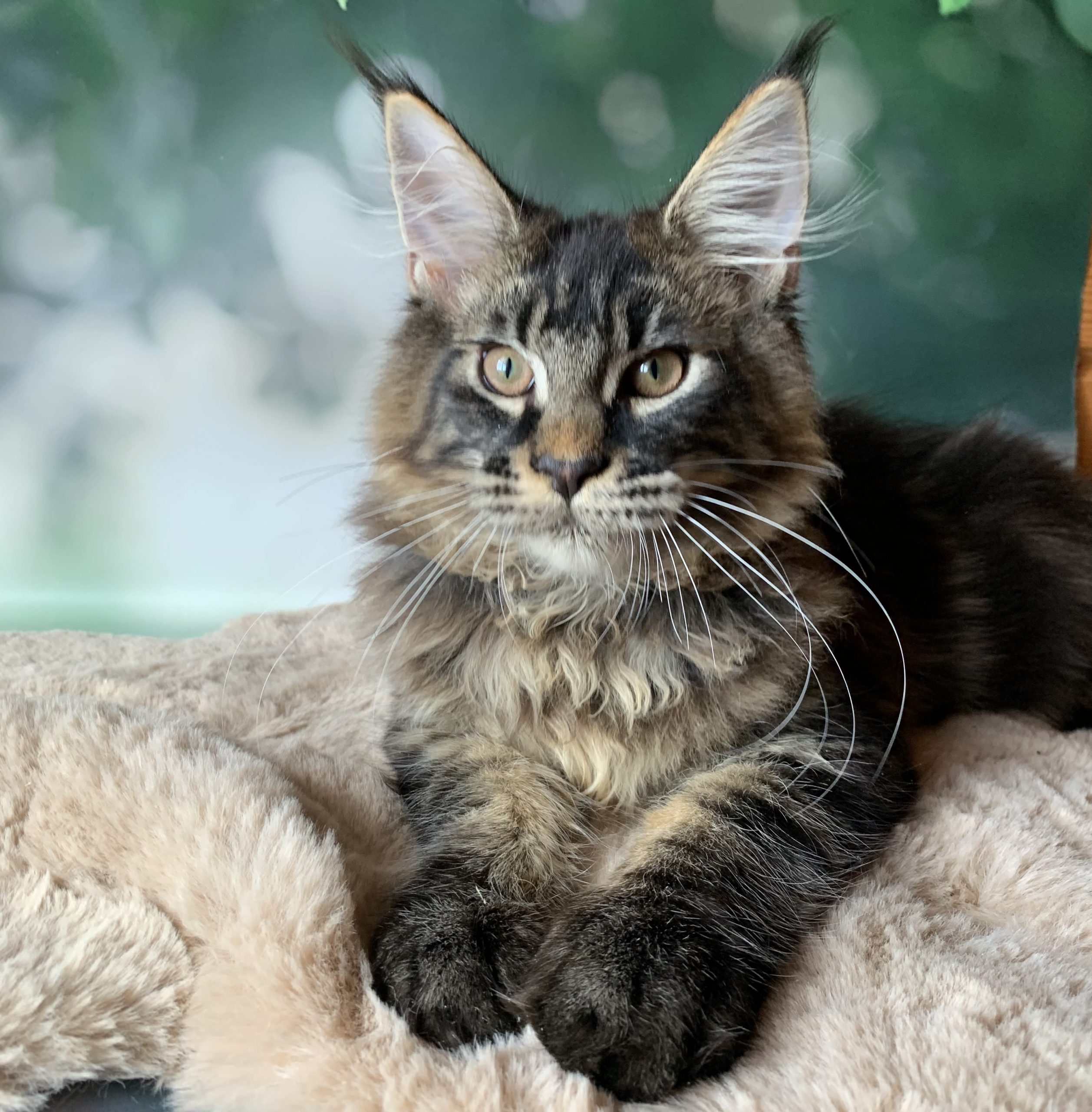 9DAA26C5-8F78-429C-A49A-CD46734CAEAD