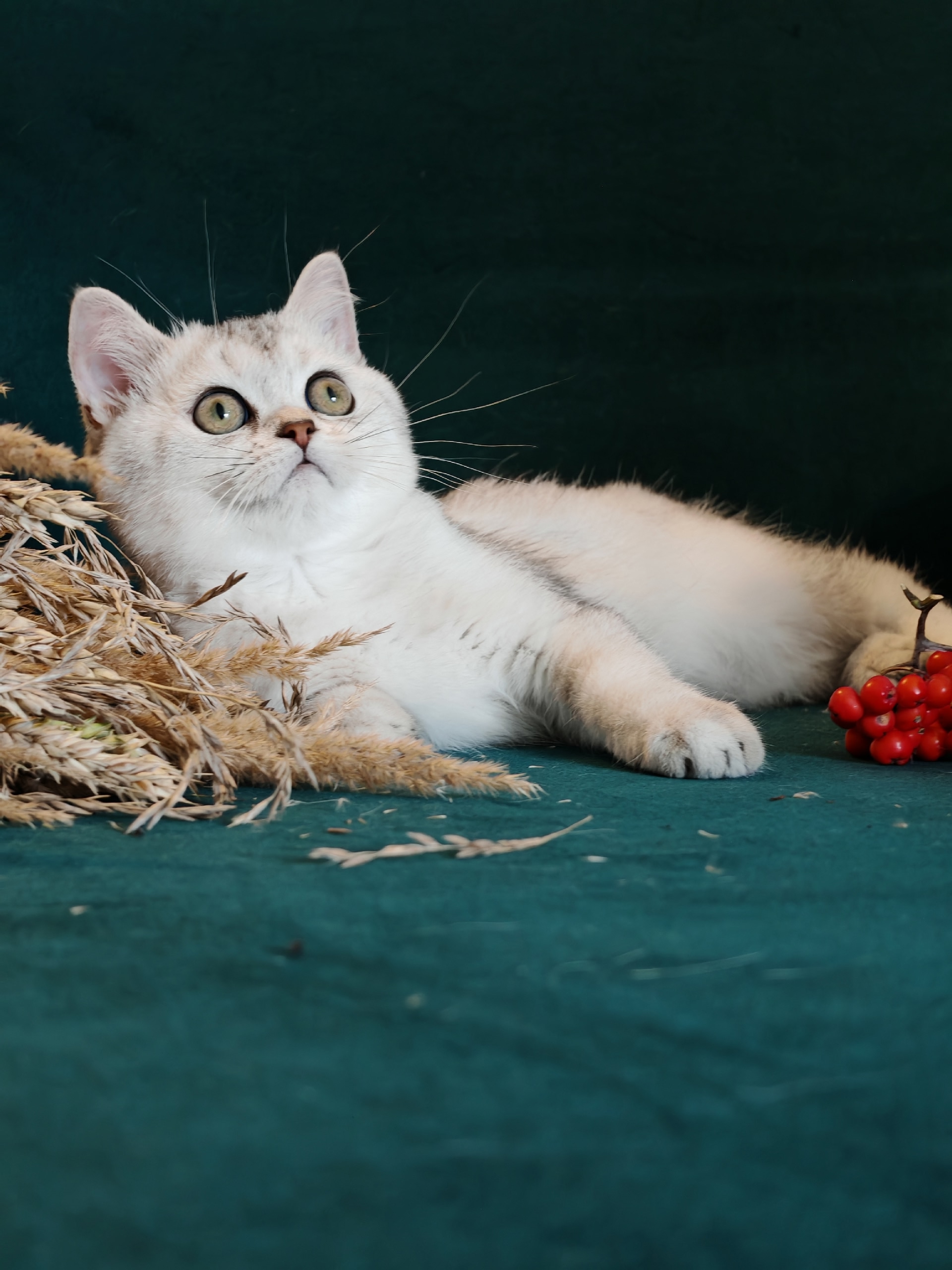 AotBrpScMjsGLNu2dnWYBPh6AJrhqLpusvO7cf1YqiFEkp2GEjAzQMmM4gzdprDSeghIypz2k30vJRQ_EoW8D1Zr