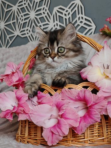 CvSdkSZhvcbqYjU1awVs9qFfN7Do4hrlBSTkAAjdB1Tus6uyfv1QaWh_90xqyTDfaGr9StxQNb41RbqPc2u-fY-l