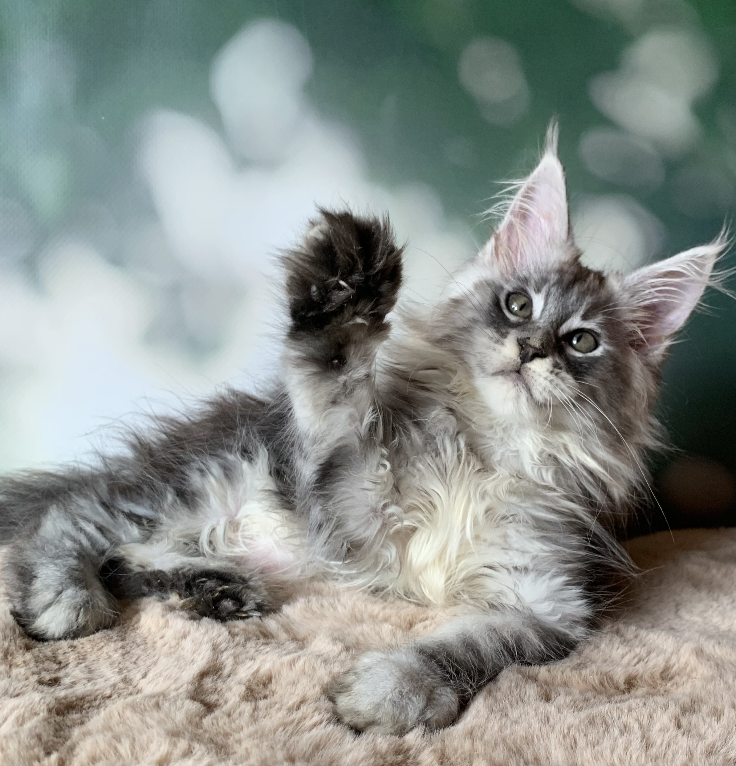 D6220469-196F-4211-BE36-3CCB0EDA9998