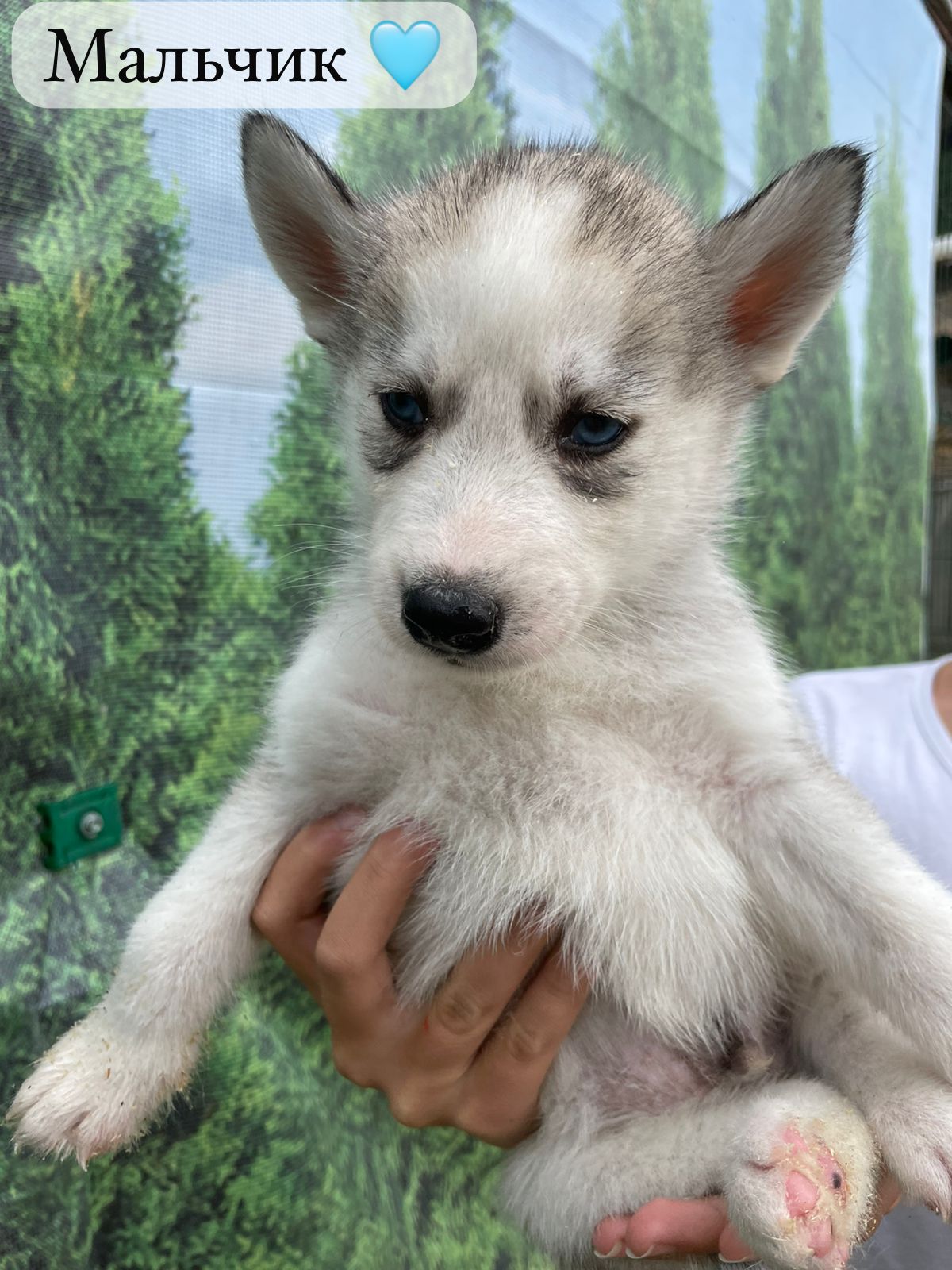 IMG-20250729-WA0011-1