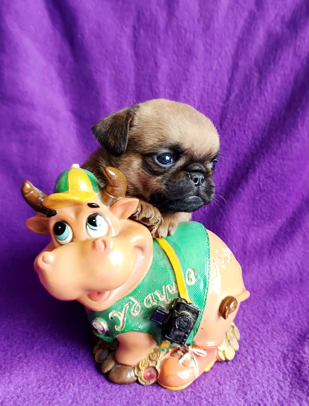 IMG-20250820-WA0021-1