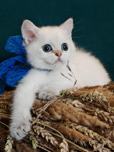 jhRXcwA3Rru8aaWnBDmClJTaBNl0FyKHnSrec_bbMElgxSAtfVvm4H-8zYHQykP0bxplDpb7TChhLxF_NIGHmsEP