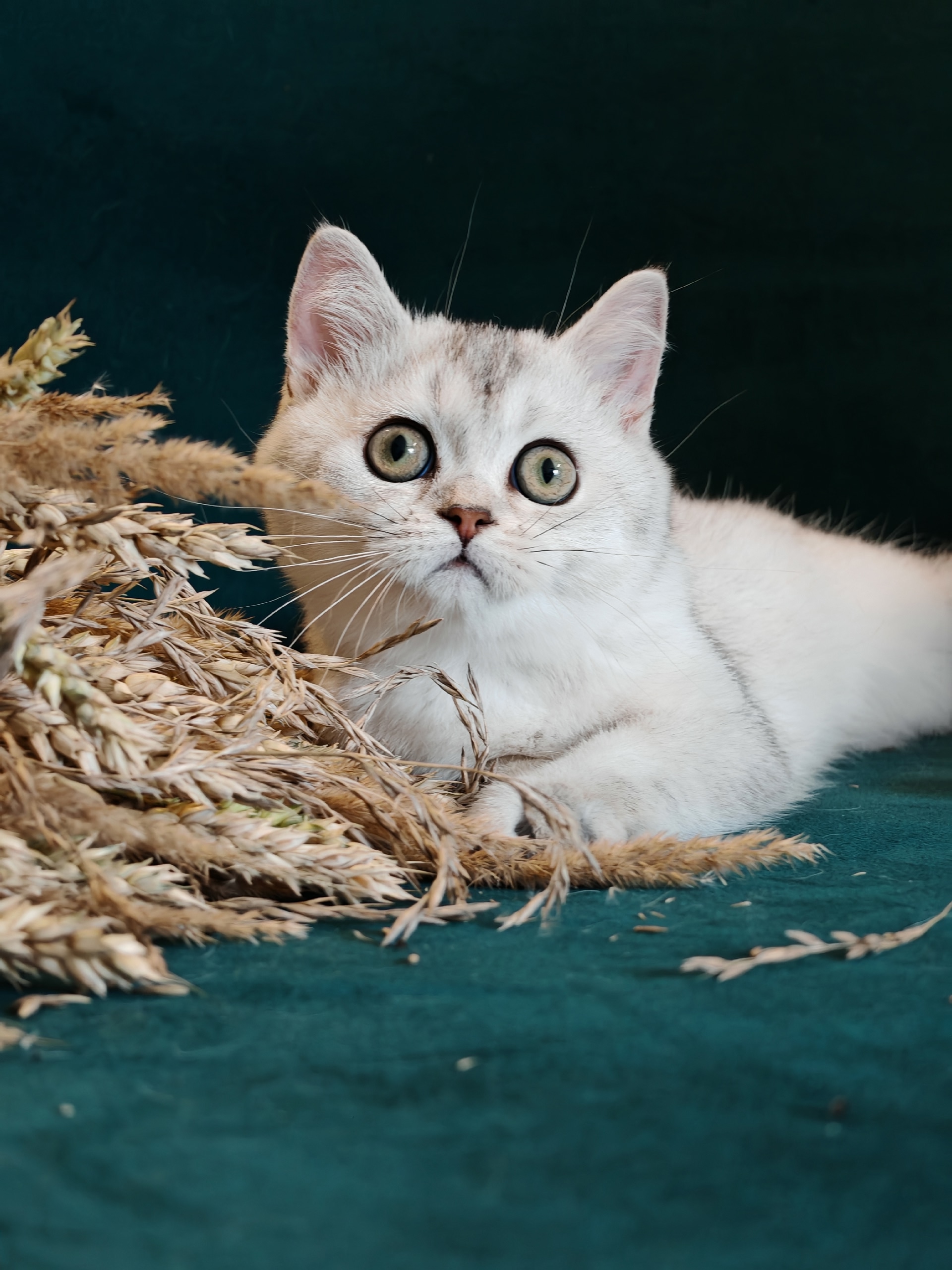 nSDpjJaPDTqv6d6LpKWzyv5H4X2UCHnJLW8ltHsXX1xV4nCTc1tocgVpH6HEDADxkCndgXB37_YkZOKibDBzcP24