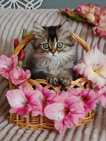 x6saIFKqJ8dx95uNaX2eYdjAo_HDsJlVDMOkZkuxDI6fsRMOTyPSy-7cZHvpEmMsnAEetCclXWBJPsnsBKMgeALg