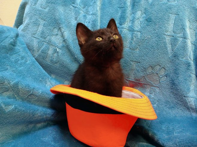 -котенок-5