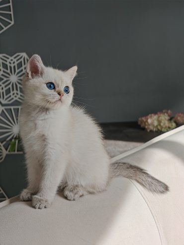 8gpATiW4z7TZOGH03uz4osTgCab6HFSD_QKlClqP7KtFFf09nQI1k585FHWz_xA_NWsIFulTRca_QCc9MEZsXyM3